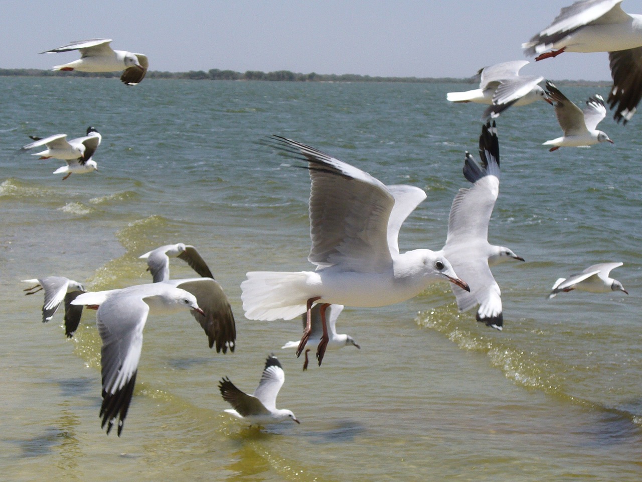 Paukščiai, Žuvėdros, Jūra, Ave, Sparnai, Gyvūnas, Papludimys, Skristi, Fauna, Skrydis