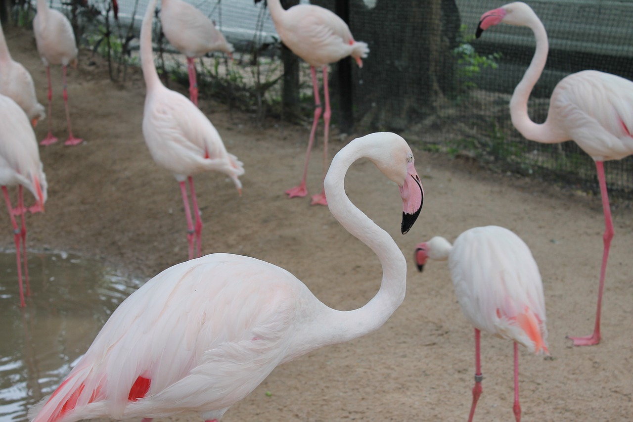 Paukščiai, Flamingo, Rožinis Flamingas, Nemokamos Nuotraukos,  Nemokama Licenzija