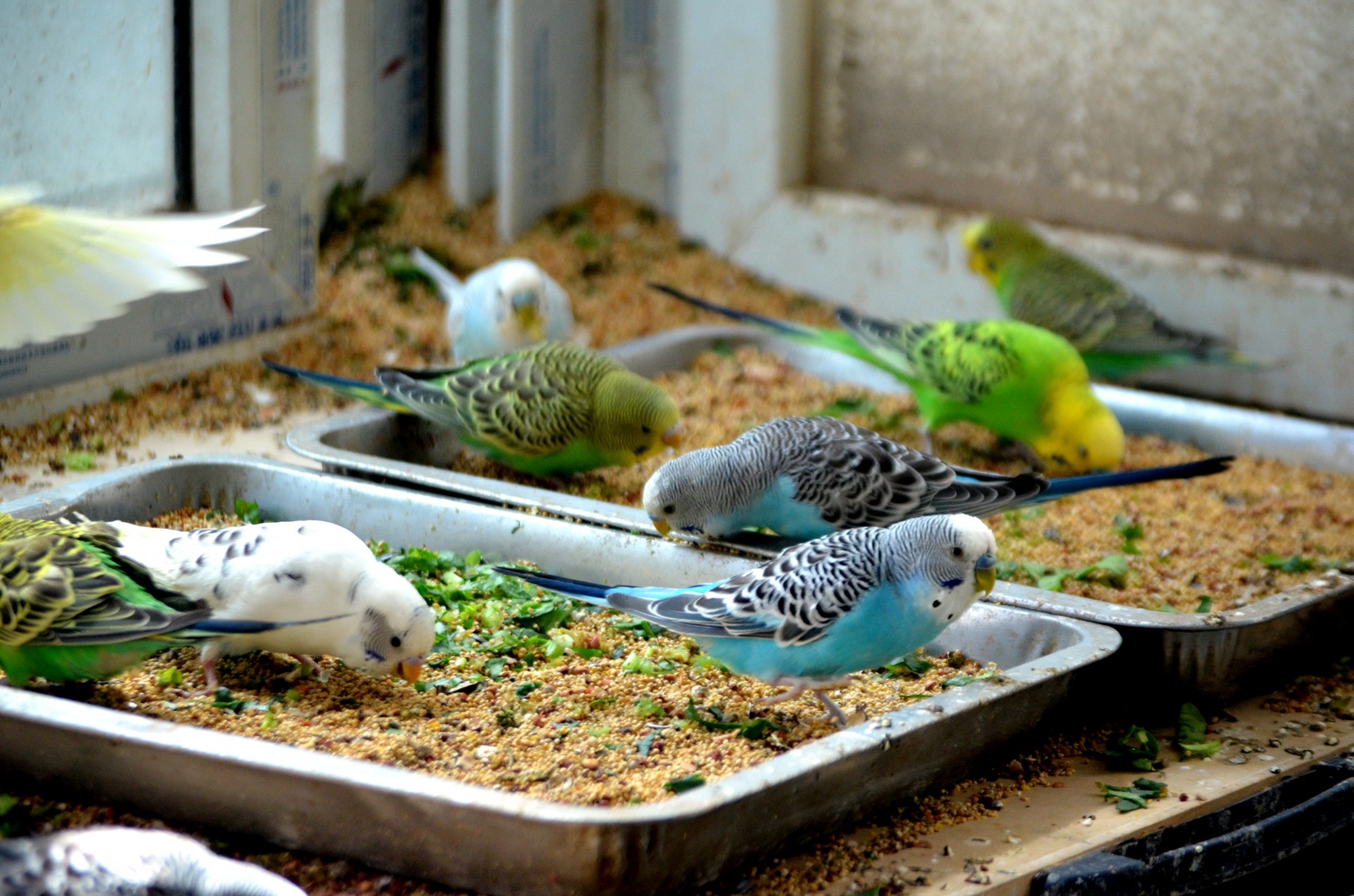 Что едят домашние попугаи