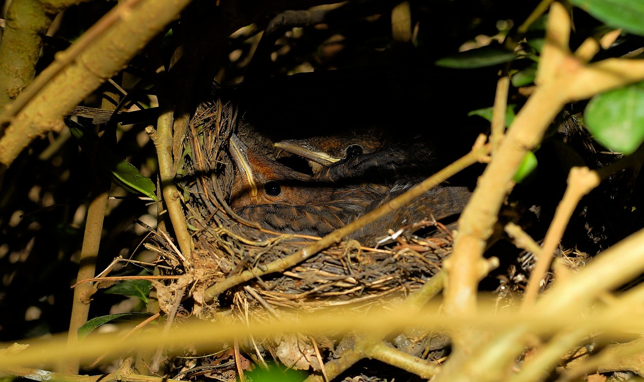 Paukščio Lizdą, Jauni Paukščiai, Juodieji Paukščiai, Paslėptas Gyvatvores, Lizdas, Viščiukai, Paukščių Veisimas, Gamta, Maža Paukštis, Perinti