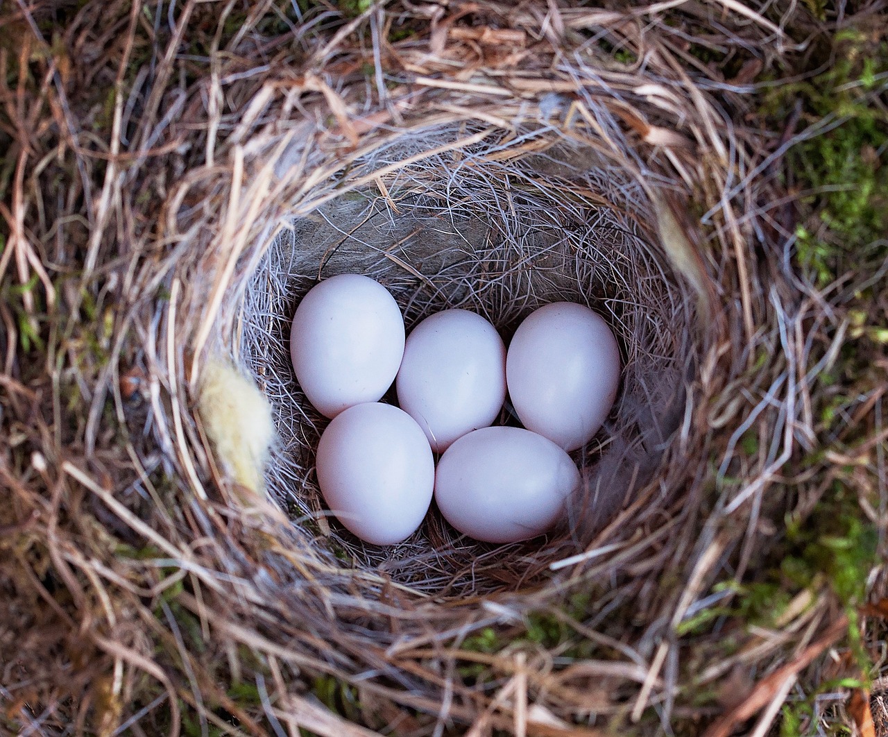 Paukščio Lizdą, Lizdas, Paukščių Kiaušiniai, Gamta, Kiaušinis, Uždaryti, Nemokamos Nuotraukos,  Nemokama Licenzija