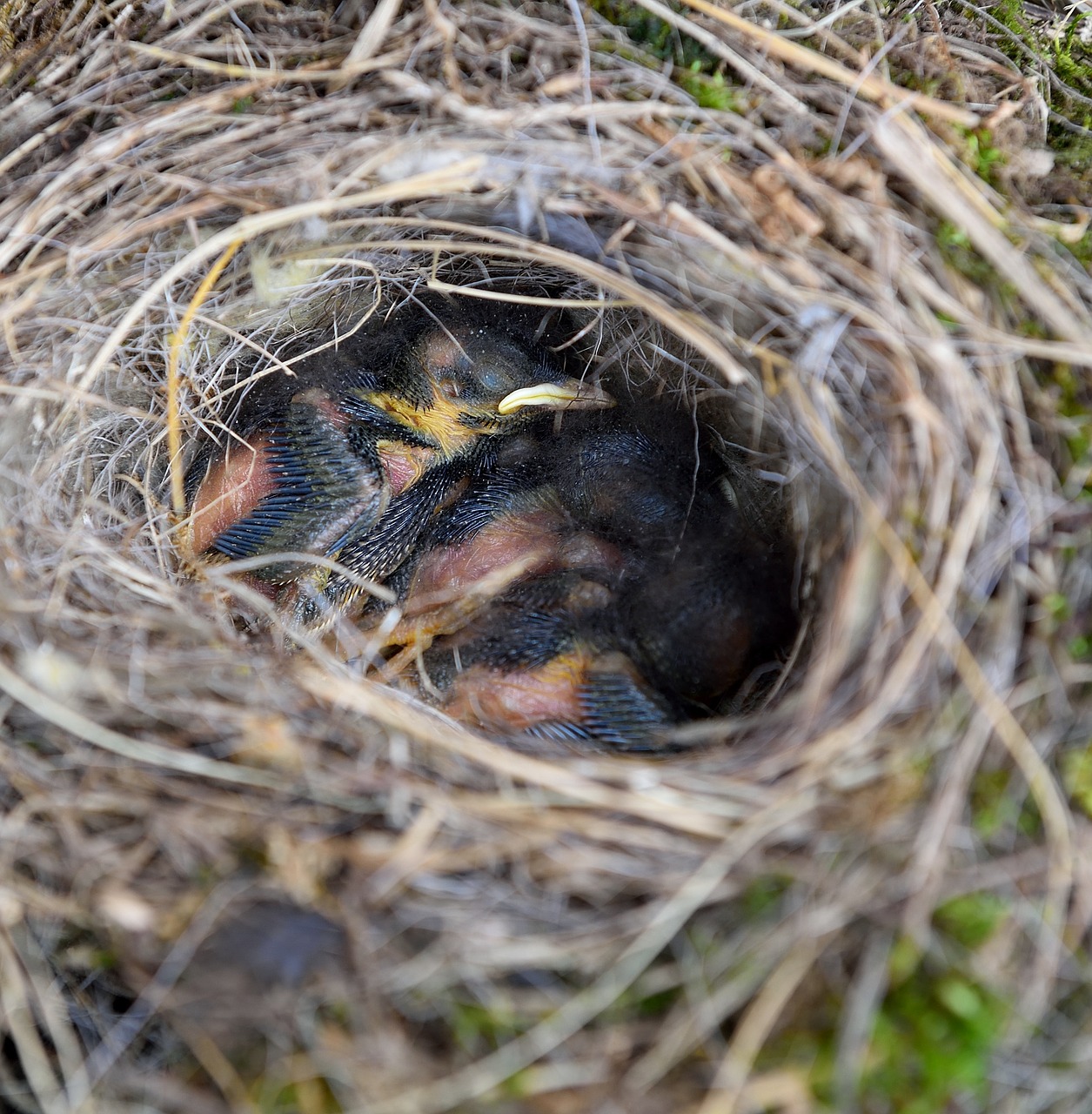 Paukščio Lizdą, Lizdas, Paukščiai, Jauni Paukščiai, Paukščių Veisimas, Gamta, Uždaryti, Nemokamos Nuotraukos,  Nemokama Licenzija