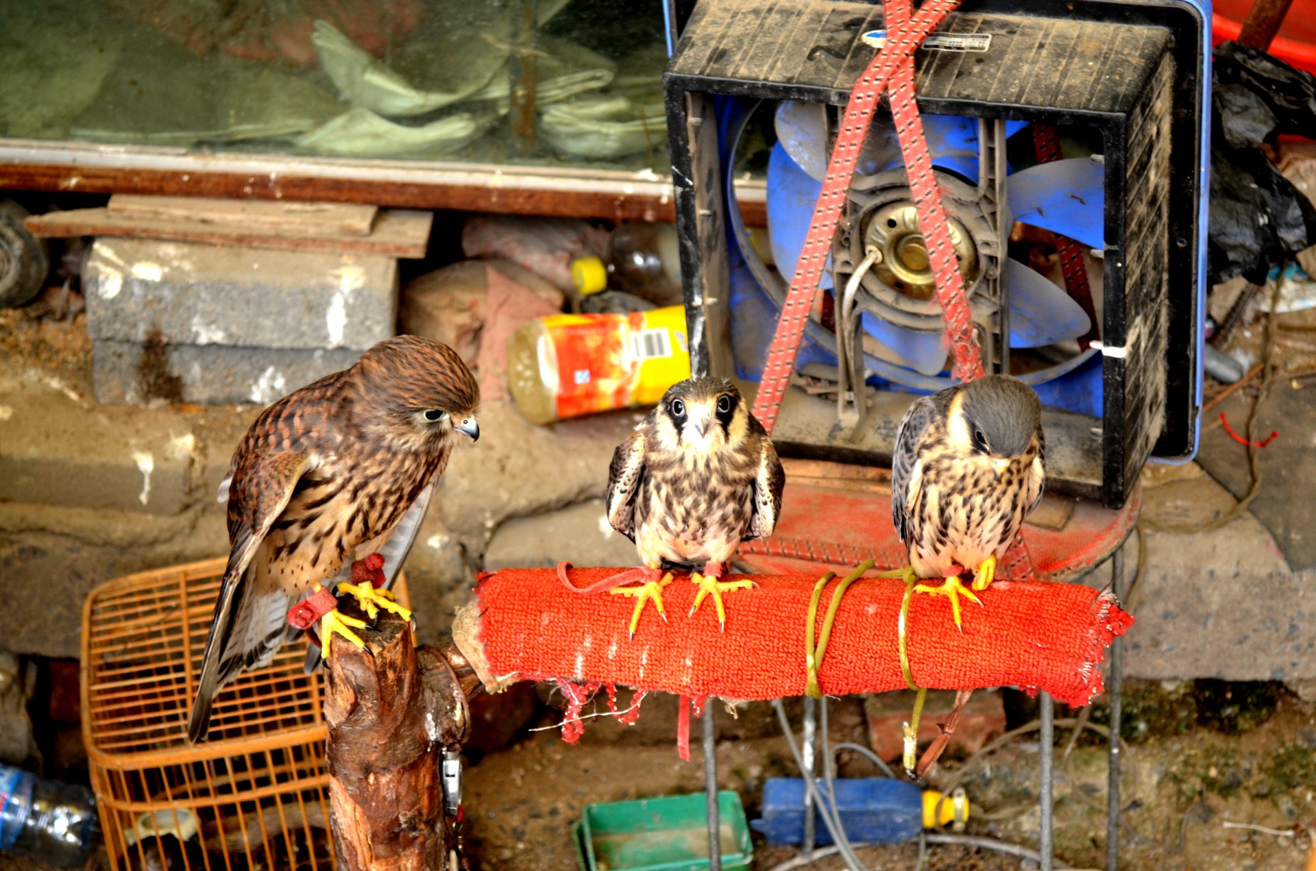 Paukštis,  Paukščiai,  Gyvūnai,  Paukščiai & Nbsp,  Grobis,  Medžioti,  Vanagas,  Falcon,  Augintiniai,  Naminis Gyvūnėlis