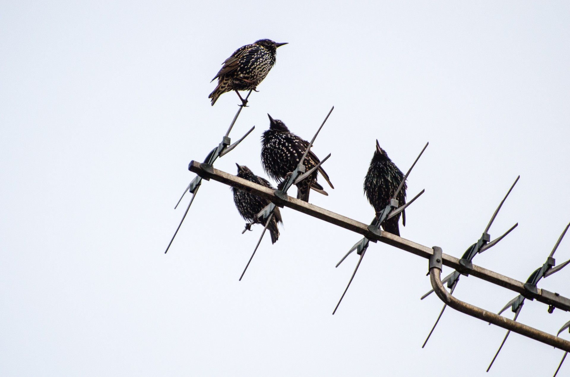 Paukštis,  Gyvūnas,  Aviatorius,  Antenos,  Gamta,  Fonas,  Ant Antenų Sėdintys Paukščiai, Nemokamos Nuotraukos,  Nemokama Licenzija