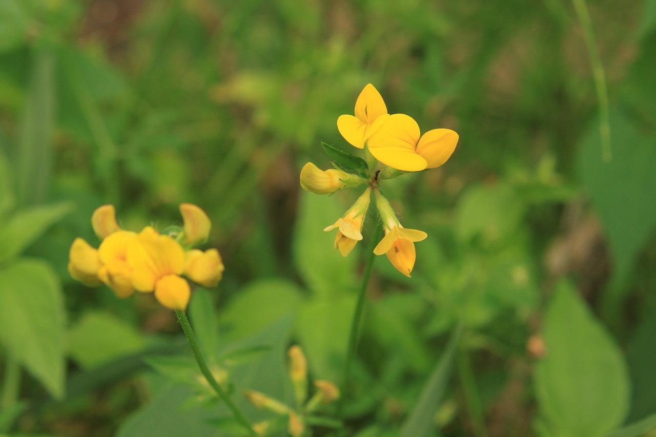 Paukščių Šunys, Corniculatus, Gėlės, Lotosas, Trefoil, Geltona, Augalai, Nemokamos Nuotraukos,  Nemokama Licenzija