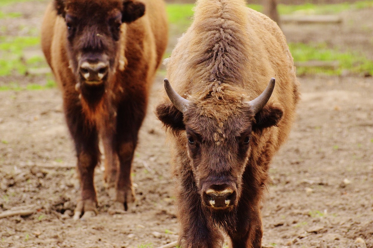 Bizonas, Laukinių Parkų Girtavimas, Laukinis Gyvūnas, Gyvūnų Pasaulis, Gyvūnas, Nemokamos Nuotraukos,  Nemokama Licenzija