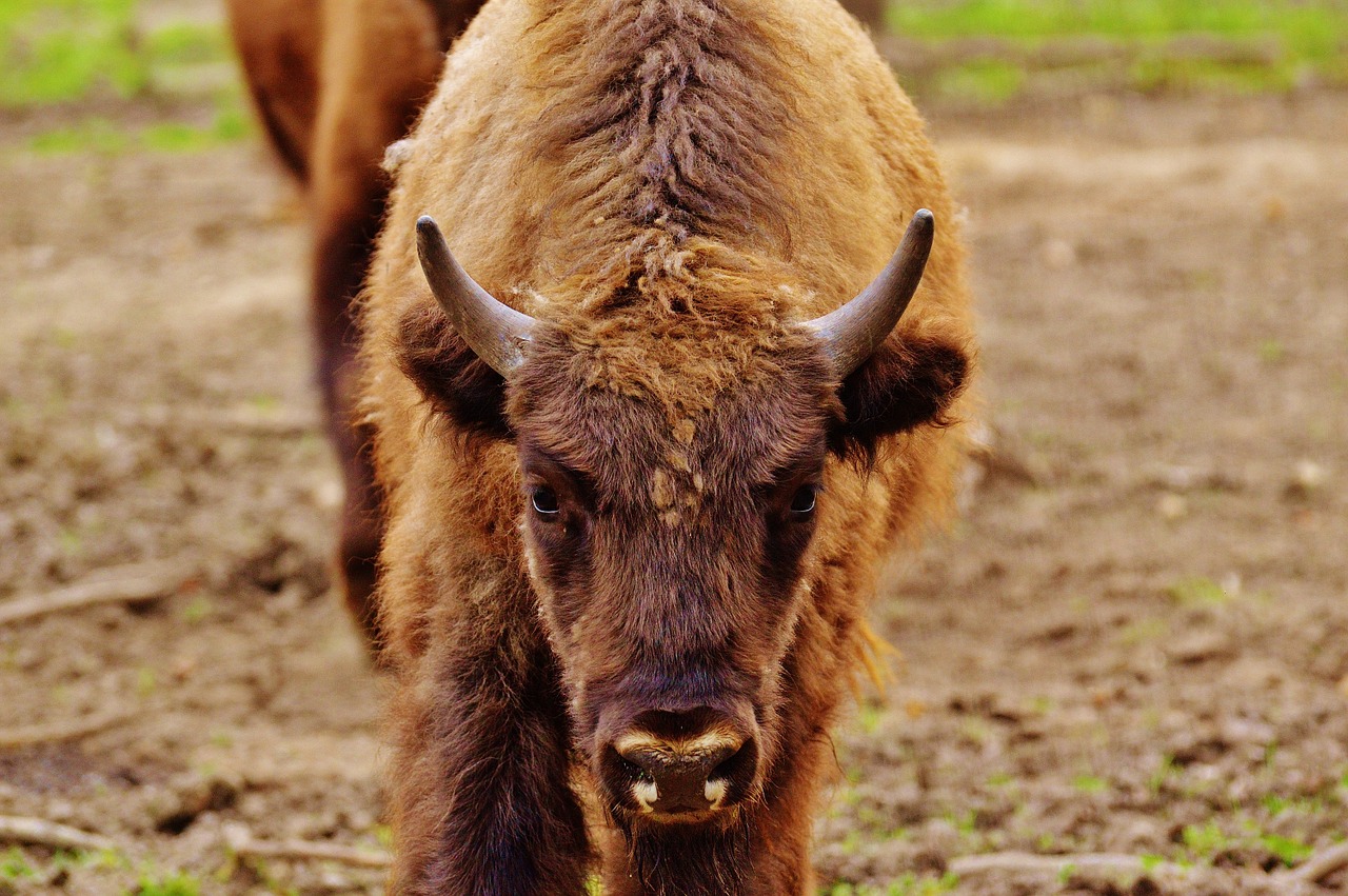 Bizonas, Laukinių Parkų Girtavimas, Laukinis Gyvūnas, Gyvūnų Pasaulis, Gyvūnas, Nemokamos Nuotraukos,  Nemokama Licenzija