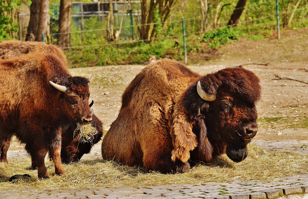 Bizonas, Laukinis Gyvūnas, Gyvūnų Pasaulis, Gamta, Tierpark Hellabrunn, Munich, Nemokamos Nuotraukos,  Nemokama Licenzija