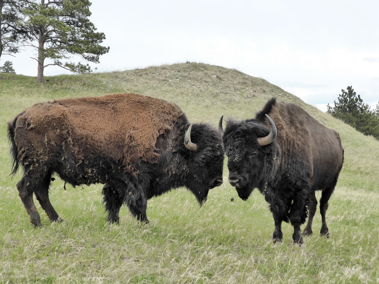 Bizonas, Amerikietis, Gyvūnas, Laukiniai, Nemokamos Nuotraukos,  Nemokama Licenzija