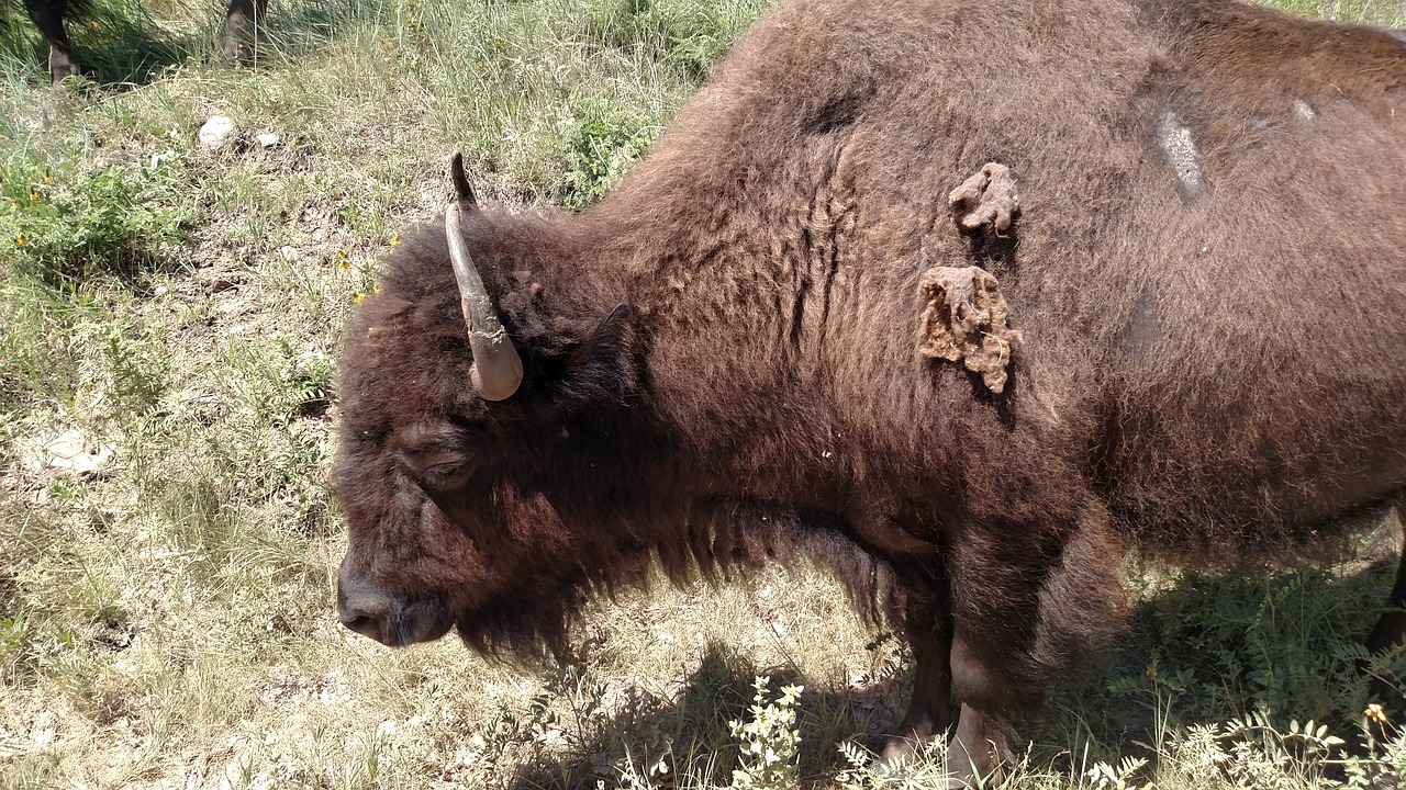 Bizonas, Custer Valstijos Parkas, Pietinė Dakota, Nemokamos Nuotraukos,  Nemokama Licenzija