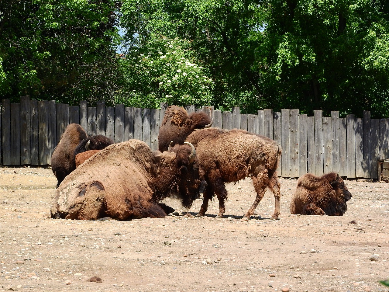 Bizonas, Bison Bison, Šiaurės Amerikietiška Fauna, Bandas, Prague Zoo, Nemokamos Nuotraukos,  Nemokama Licenzija