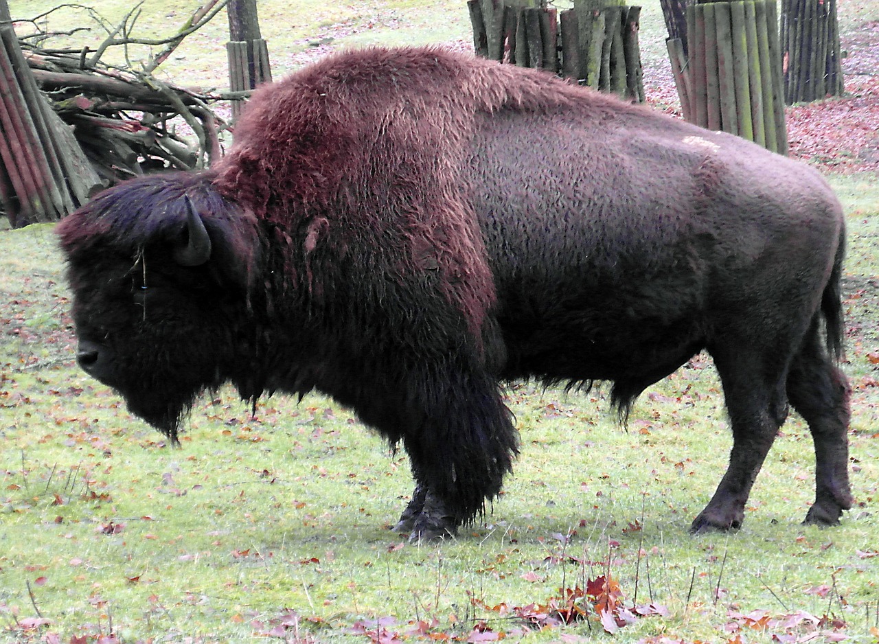 Bizonas, Buivolai, Wisent, Laukinio Gyvenimo Parkas, Žiema, Ragai, Masyvi, Nemokamos Nuotraukos,  Nemokama Licenzija