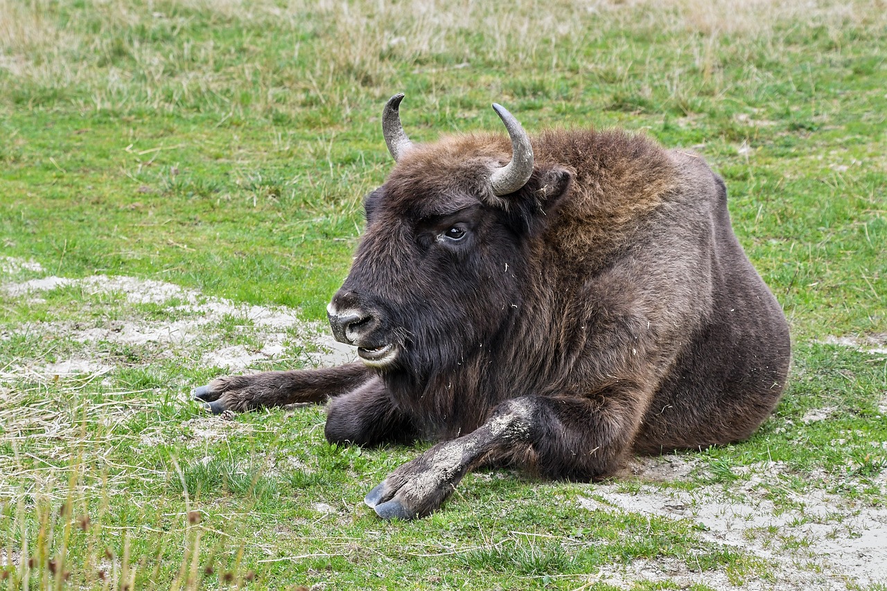 Bizonas, Bison Europe, Melas, Ragai, Žolė, Nemokamos Nuotraukos,  Nemokama Licenzija