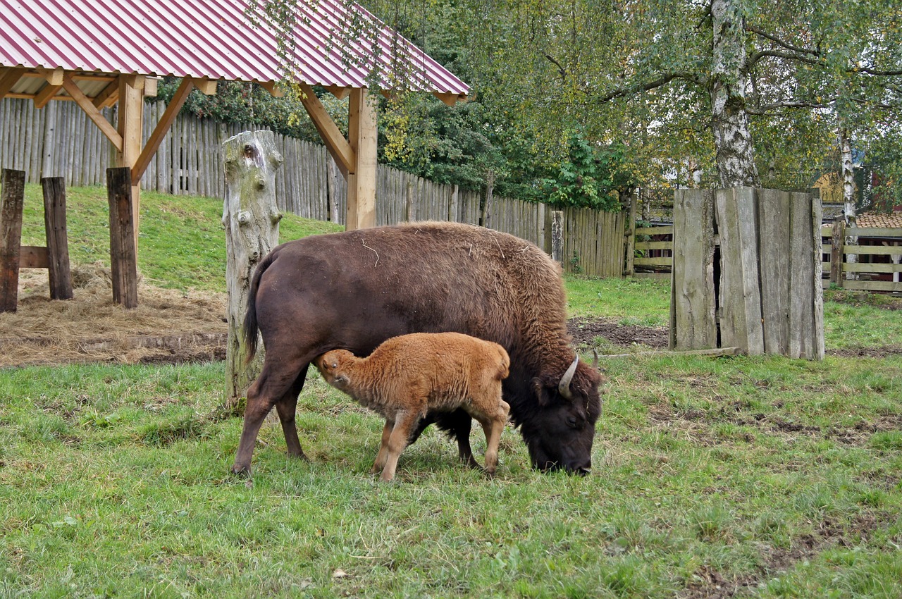 Bizonas, Užtvankos, Jaunas Gyvūnas, Čiulpti, Motinystės Meilė, Mielas, Žolė, Ganykla, Nemokamos Nuotraukos,  Nemokama Licenzija