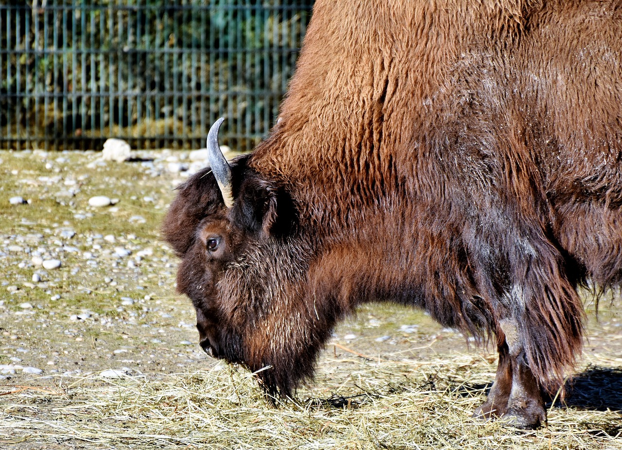 Bizonas, Bizonų Galva, Bison Bonasus, Buivolai, American Bison, Laukiniai, Gyvūnas, Raguotas, Jautiena, Gyvuliai