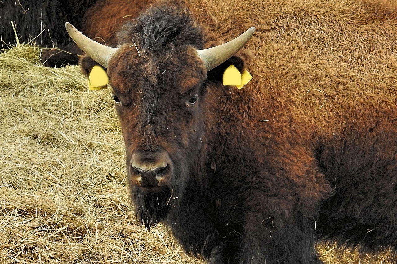 Bizonas, Gyvūnas, Žinduolis, Gamta, Gyvūnų Pasaulis, Žolė, Nemokamos Nuotraukos,  Nemokama Licenzija