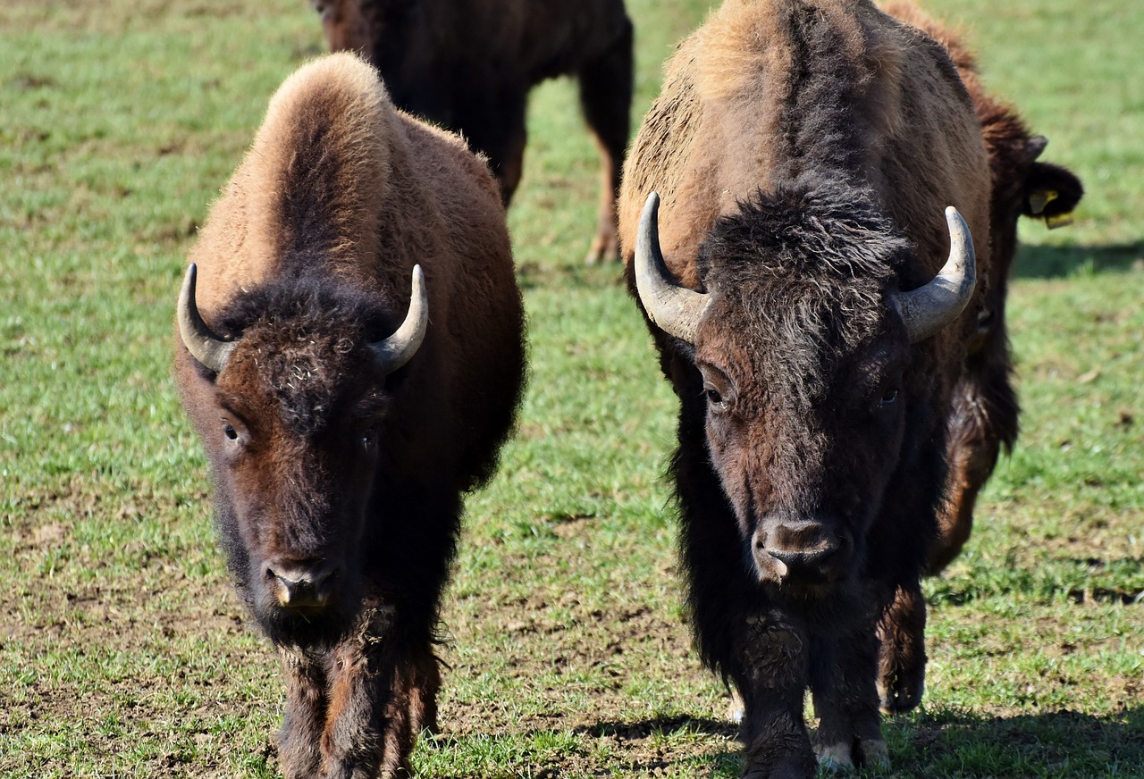 Bizonas,  Buivolai,  Ragai,  American Bison,  Laukiniai,  Gyvuliai,  Jautiena,  Bizonų Galva,  Masyvi,  Gyvūnas