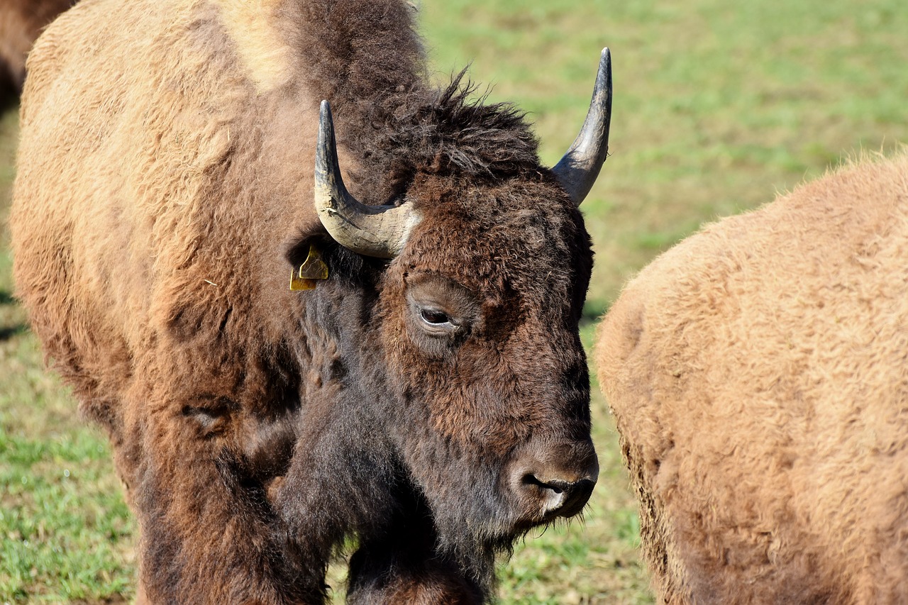 Bizonas,  Buivolai,  Ragai,  American Bison,  Laukiniai,  Gyvuliai,  Jautiena,  Bizonų Galva,  Masyvi,  Gyvūnas