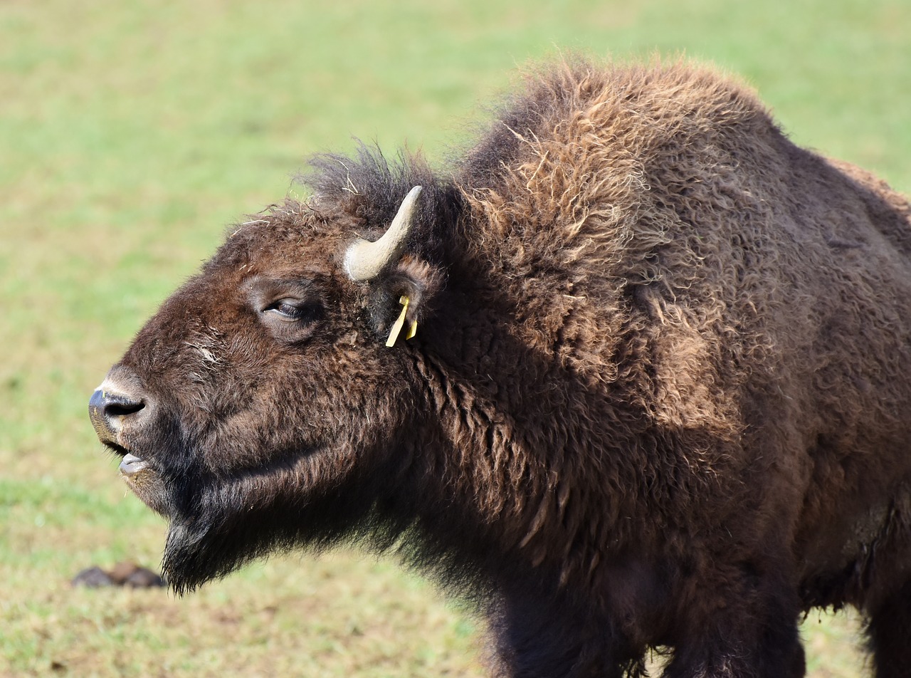 Bizonas,  Buivolai,  Ragai,  American Bison,  Laukiniai,  Gyvuliai,  Jautiena,  Bizonų Galva,  Masyvi,  Gyvūnas