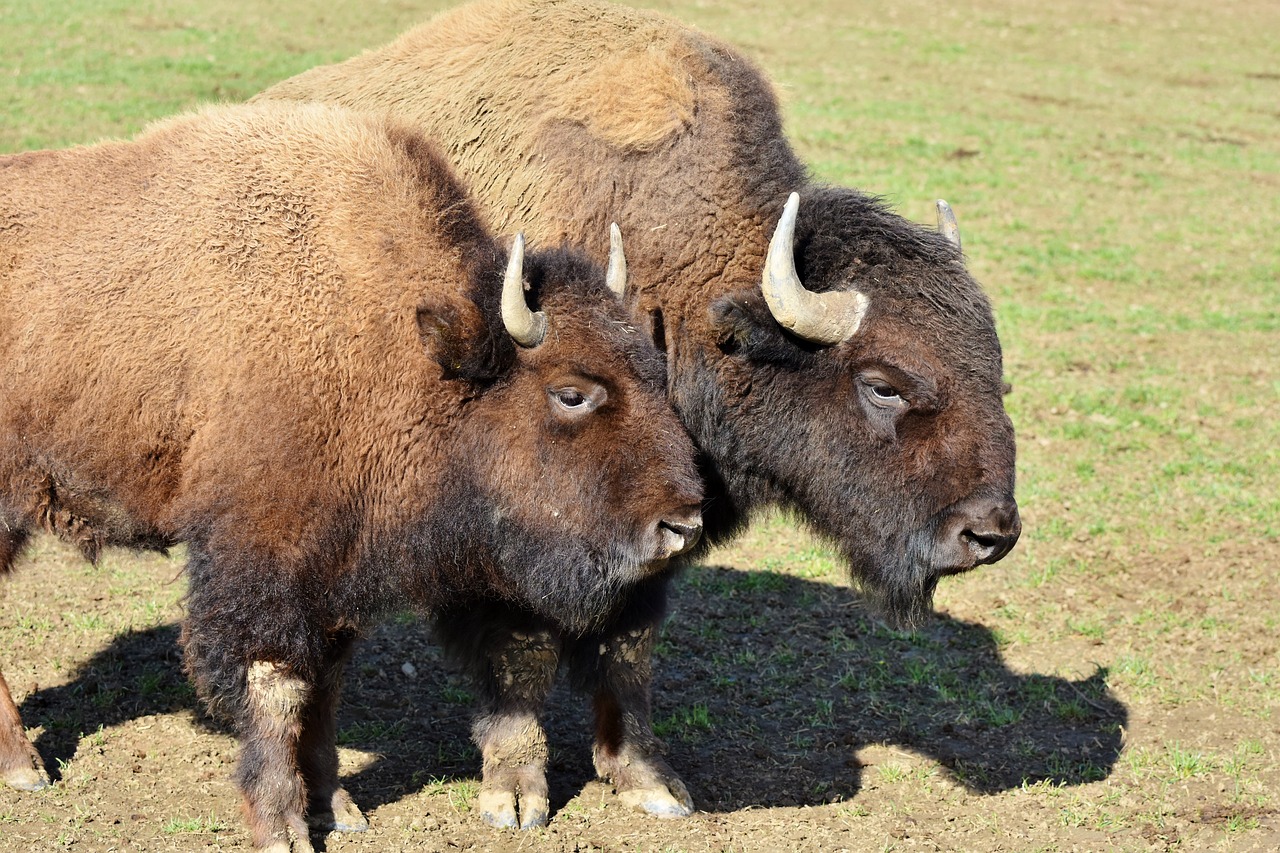 Bizonas,  Buivolai,  Ragai,  American Bison,  Laukiniai,  Gyvuliai,  Jautiena,  Bizonų Galva,  Masyvi,  Gyvūnas