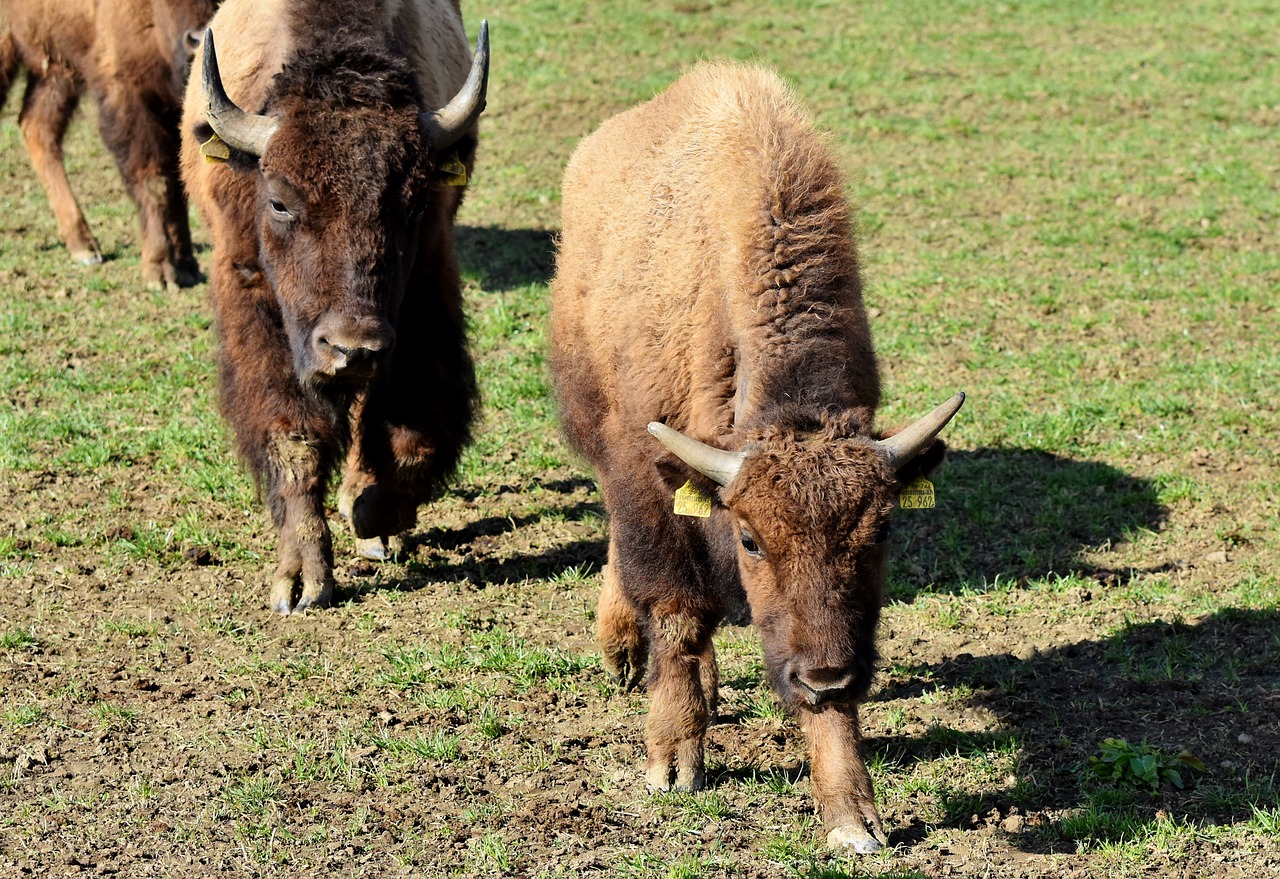 Bison,  Buffalo,  Ragai,  Bizonas,  Laukinių,  Gyvulininkystė,  Jautiena,  Bison Vadovas,  Masinis,  Gyvūnas