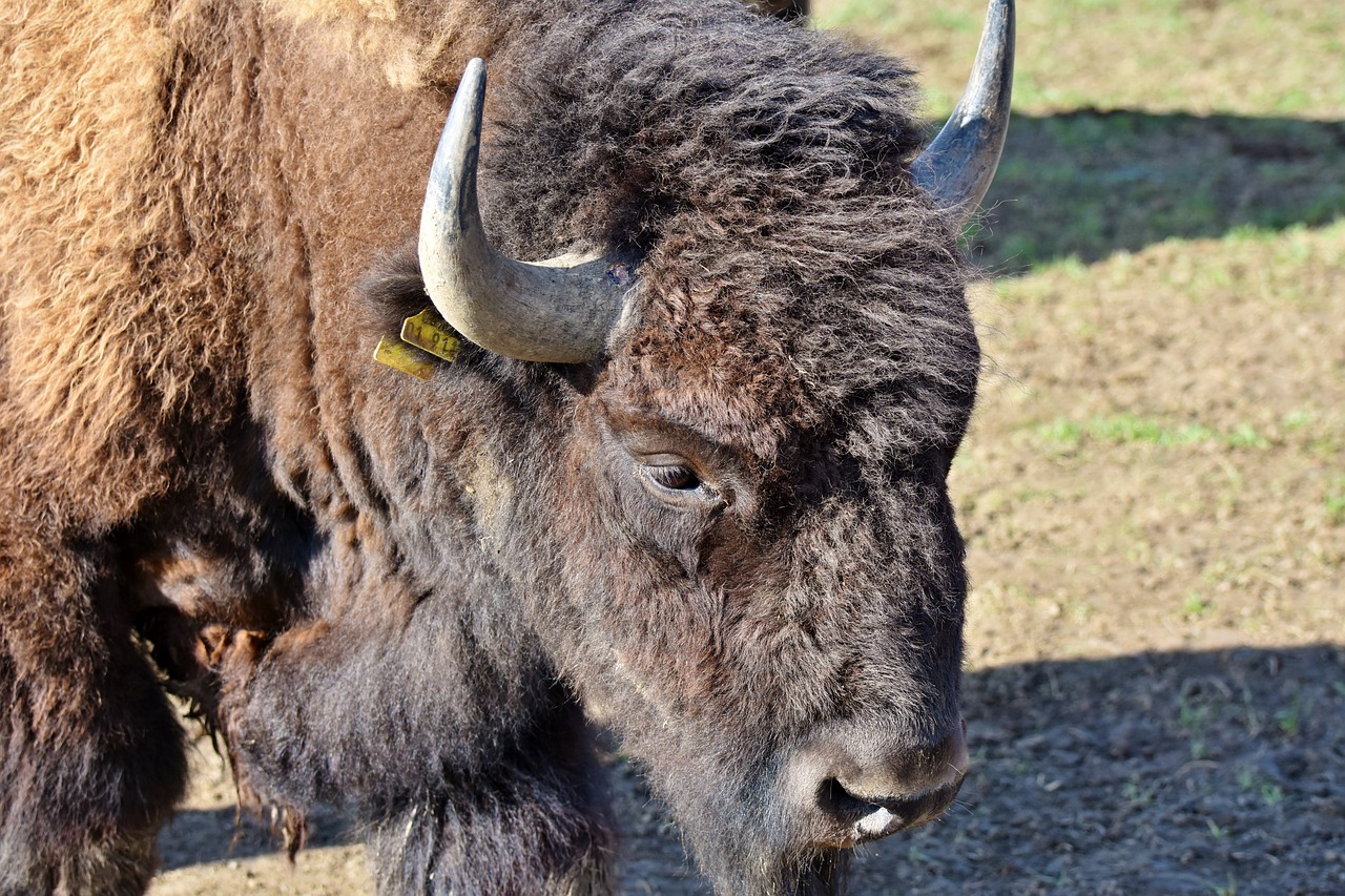 Bison,  Buffalo,  Ragai,  Bizonas,  Laukinių,  Gyvulininkystė,  Jautiena,  Bison Vadovas,  Masinis,  Gyvūnas