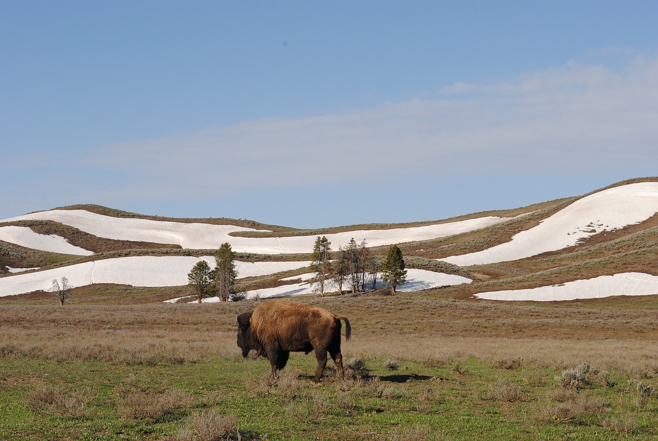 Bison,  Jeloustouno,  Nacionalinis Parkas, Nemokamos Nuotraukos,  Nemokama Licenzija