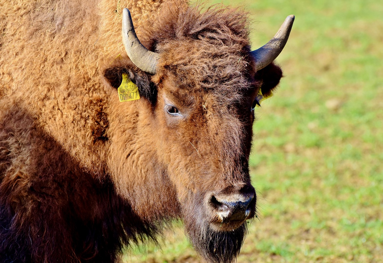 Bison,  Buffalo,  Ragai,  Bizonas,  Laukinių,  Gyvulininkystė,  Jautiena,  Bison Vadovas,  Masinis,  Gyvūnas