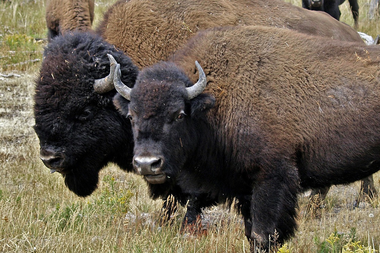 Bizonas, Galva, Gyvūnas, Gamta, Laukinė Gamta, Buivolai, Bulius, Žinduolis, Laukiniai, Amerikietis