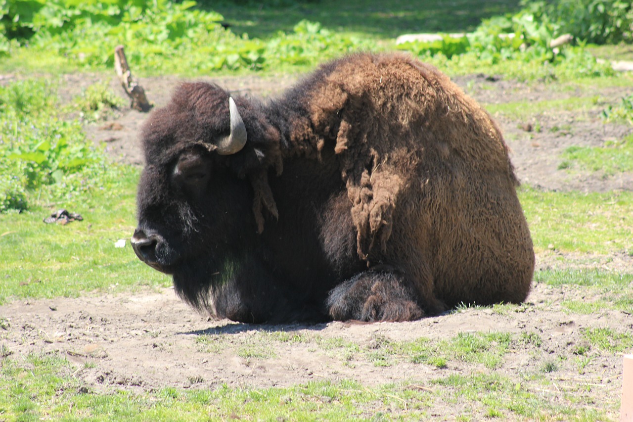 Bizonas,  Zoologijos Sodas,  Laukiniai,  Galvijai,  Nykstantis,  Kanopas,  Laukinė Gamta,  Gamta,  Gyvūnas,  Galia