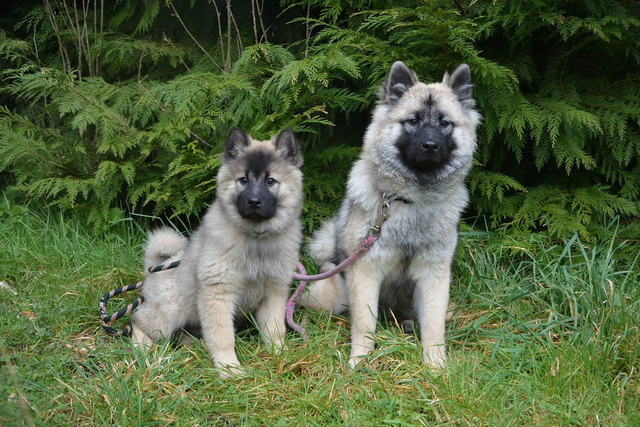 Kalė Kalė Kalėdų Eglė,  Bitch Nova,  Eurasier,  Šuo Širdies,  Naminis Gyvūnėlis,  Gyvūnas,  Žinduolis,  Gamta,  Veja,  Šuo