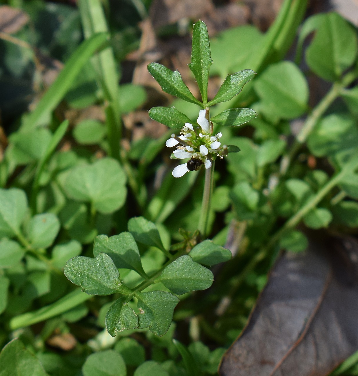 Kartis Kressas, Kresas, Gėlė, Žiedas, Žydėti, Wildflower, Valgomieji, Balta, Augalas, Gamta