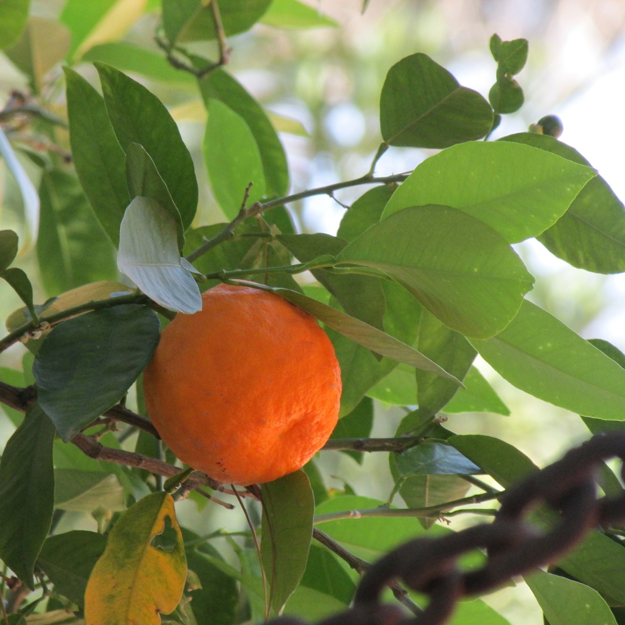 Karstas Oranžas, Augalas, Oranžinė, Maistas, Natūralus, Medis, Žalias, Vaisiai, Lapai, Sodas