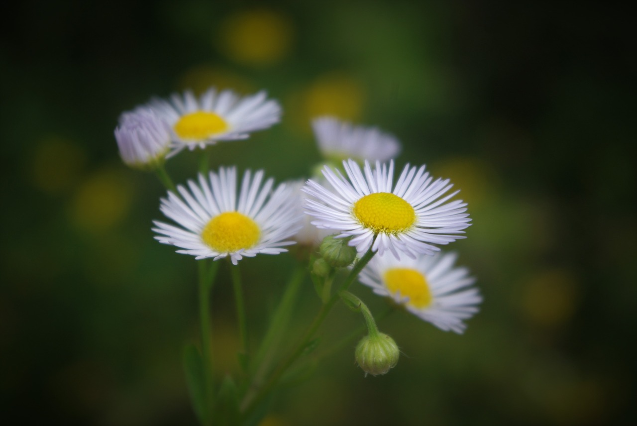 Blume, Mažai Daisy, Piktžolių, Augalas, Lapai, Žiedas, Žydėti, Laukinės Žolelės, Kelias, Žiburiai