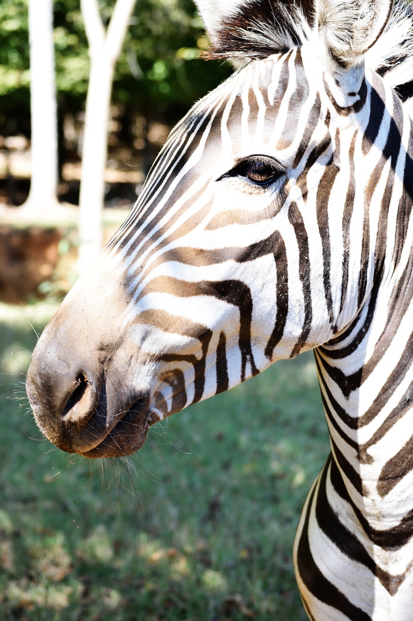 Juoda, Balta, Afrika, Žinduolis, Safari, Laukinė Gamta, Gamta, Laukiniai, Juoda Ir Balta, Puikus