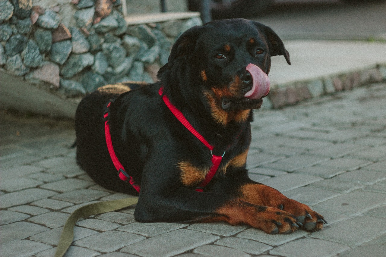 Juoda, Šuniukas, Šuo, Naminis Gyvūnėlis, Lauke, Šaligatvis, Nemokamos Nuotraukos,  Nemokama Licenzija