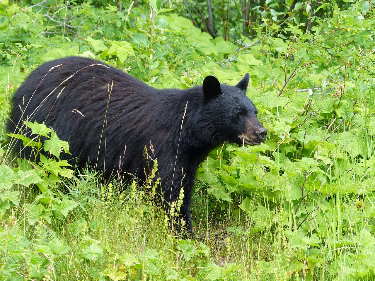 Juoda, Turėti, Žinduolis, Gyvūnas, Gamta, Laukinė Gamta, Natūralus, Vaikščioti, Nemokamos Nuotraukos,  Nemokama Licenzija