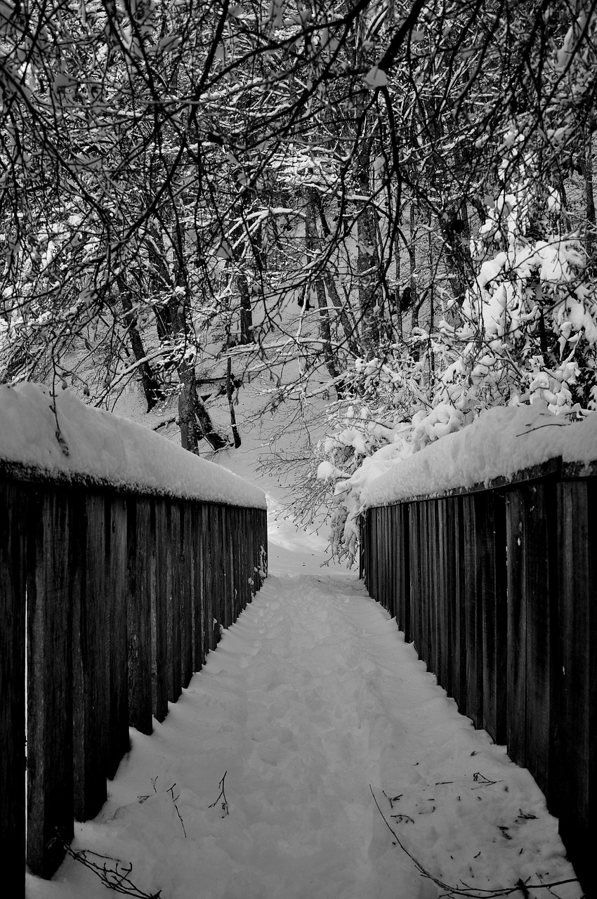 Juoda, Balta, Juoda Balta, Fotografija, Nuotrauka, Gamta, Sniegas, Žiema, Žiemos Peizažas, Nemokamos Nuotraukos