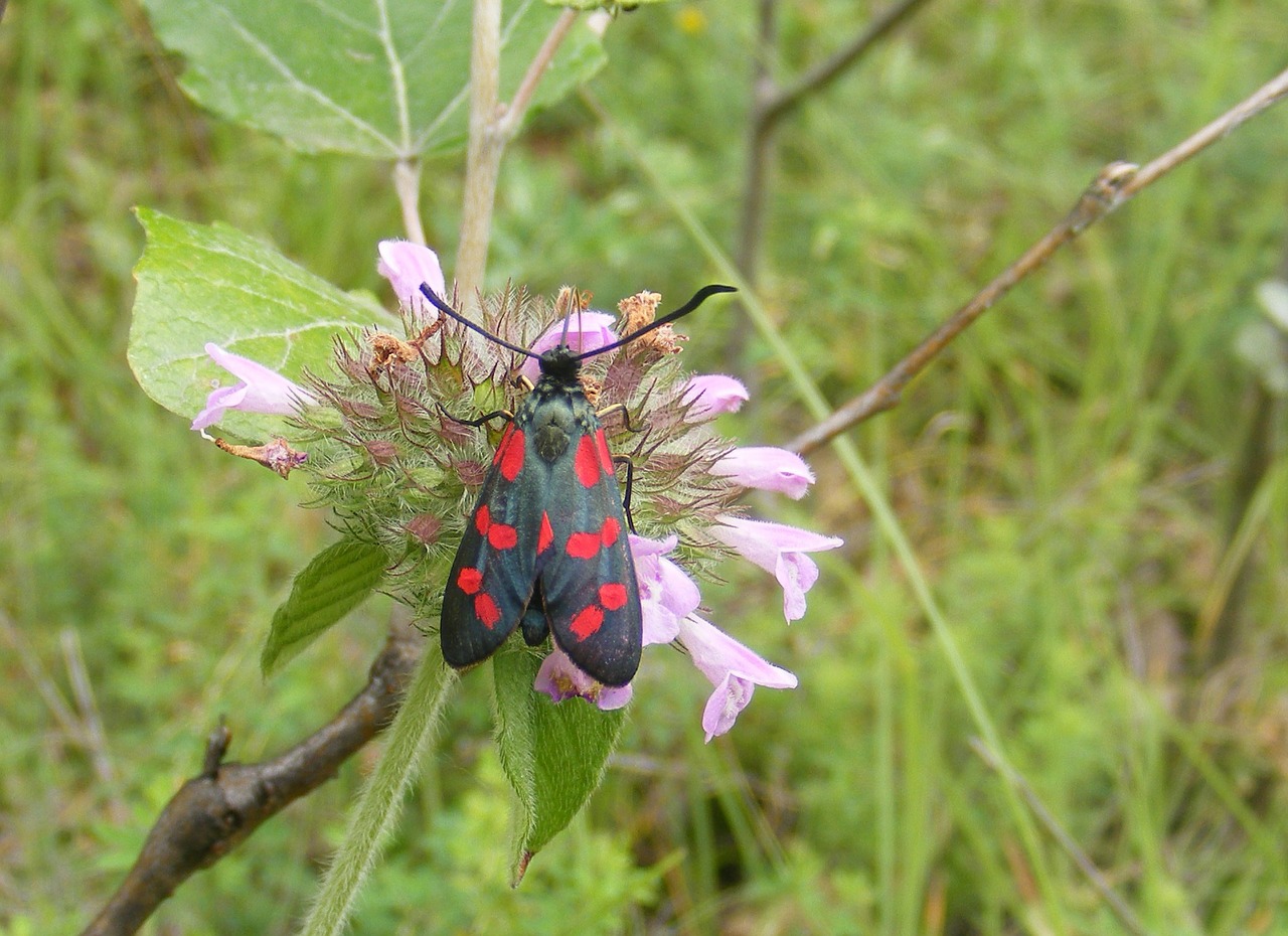 Juoda, Sudeginti, Drugelis, Tamsi, Filipendulae, Raudona, Šeši, Vieta, Zygaena, Zygaenidae