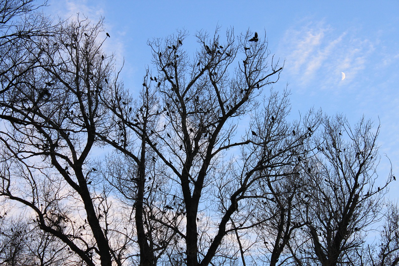 Juoda, Varnos, Kritimas, Flock, Mėnulis, Dangus, Medžiai, Ruduo, Paukščiai, Nemokamos Nuotraukos