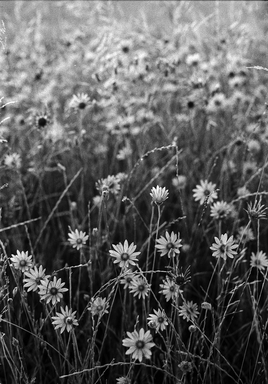 Juoda Ir Balta, Gėlės, Balta, Juoda, Lapija, Romantika, Romantiškas, Šviežias, Flora, Žydėti