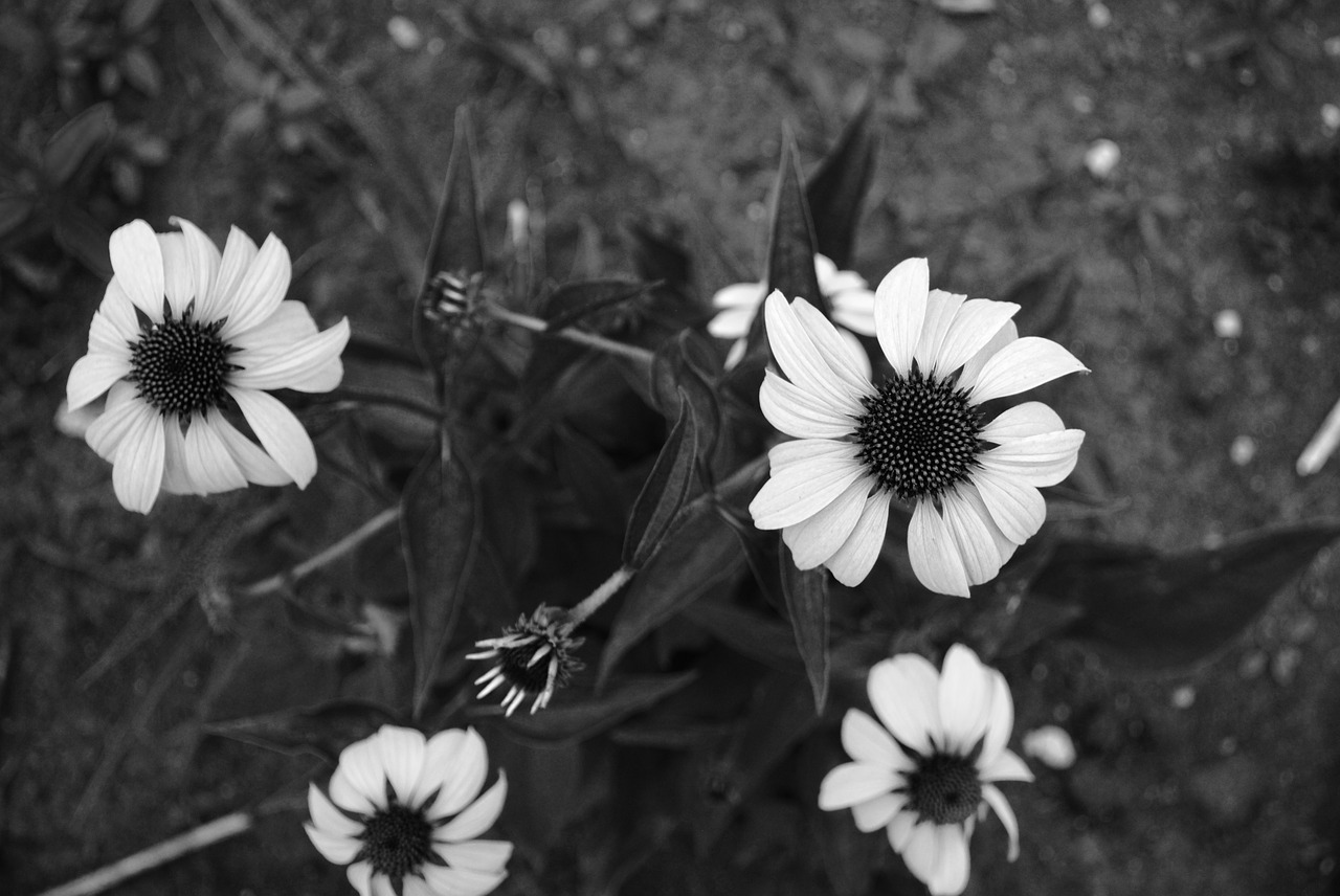 Juoda Ir Balta, Gėlės, Minnesota, Juodas Ir Baltas Fonas, Gamta, Gėlių, Juoda, Balta, Žiedas, Daisy