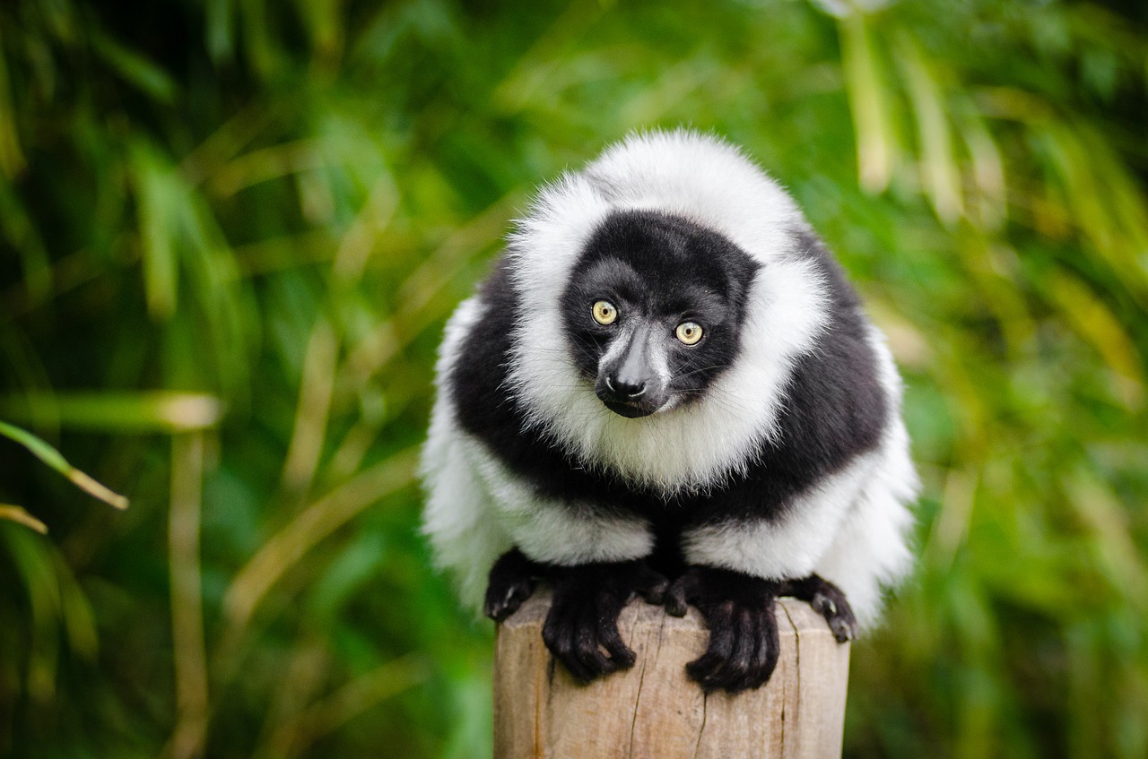 Lemūrai, Madagaskaras, Primatas, Juokinga, Įdomu, Portretas, Žinduolis, Juodai Baltas Kailis, Fauna, Gyvūnas