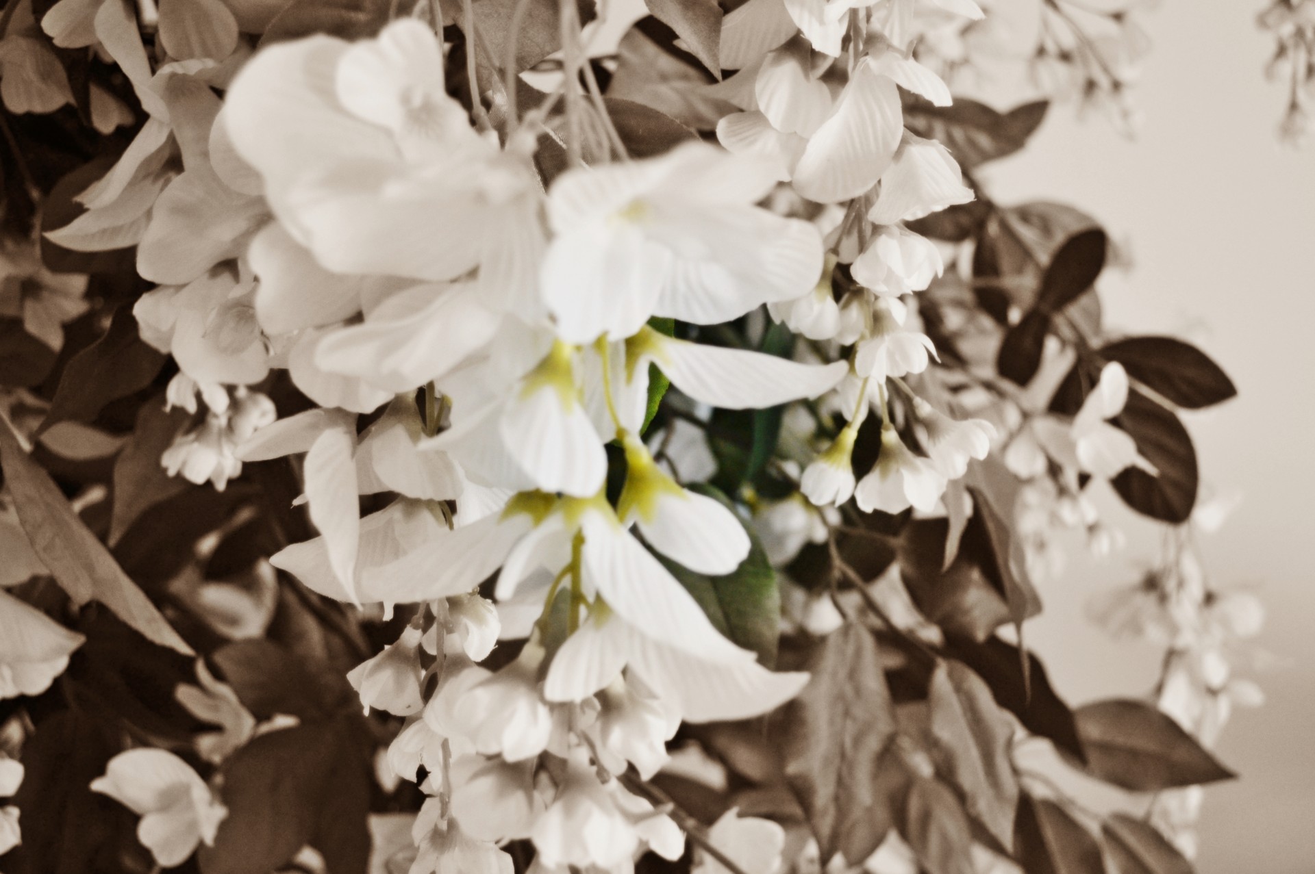 Juoda & Nbsp,  Balta,  Orchidėjos,  Gėlės,  Juodos Ir Baltos Orchidėjos, Nemokamos Nuotraukos,  Nemokama Licenzija