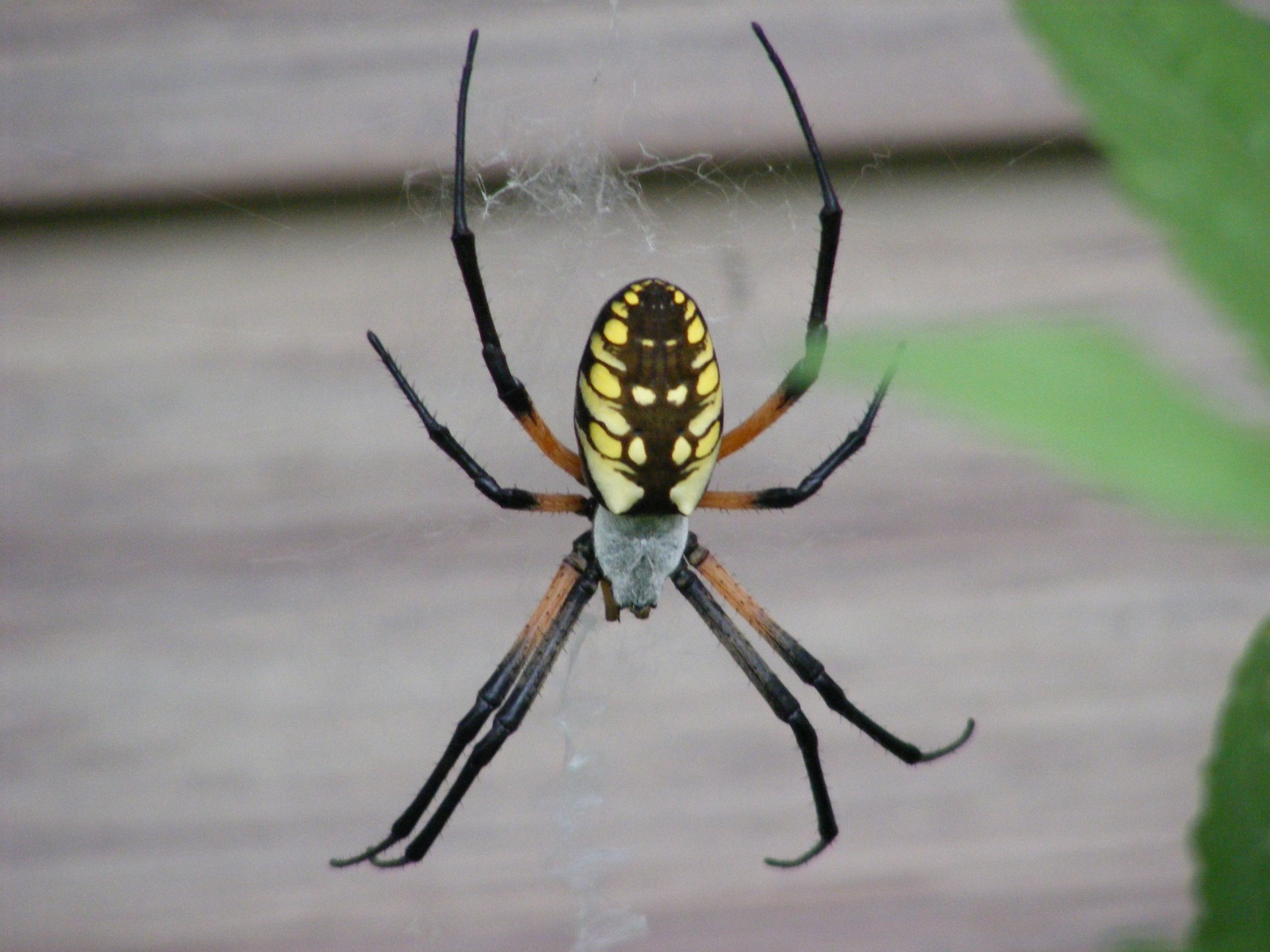 Gyvūnas,  Gyvūnai,  Laukinis & Nbsp,  Gyvūnas,  Laukiniai & Nbsp,  Gyvūnai,  Vabzdys,  Arachnid,  Voras,  Vorai