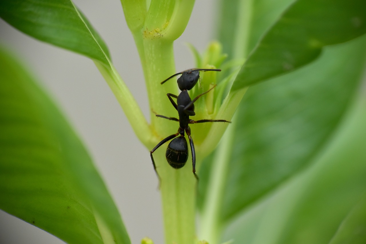 Juoda Skruzdė,  Vabzdys,  Sodo Skruzdžių,  Lasius Niger,  Animalia,  Nariuotakojai, Nemokamos Nuotraukos,  Nemokama Licenzija