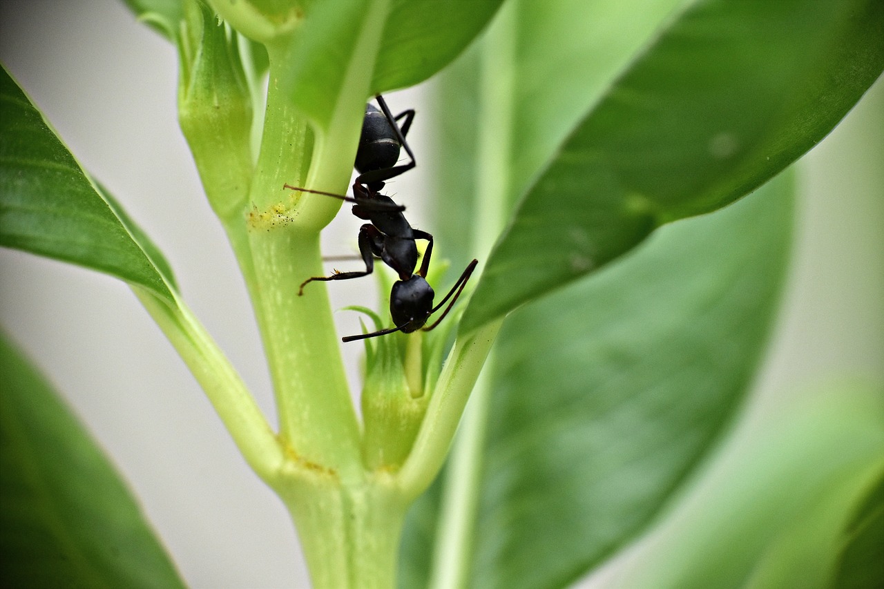 Juoda Skruzdė,  Sodo Skruzdžių,  Vabzdys,  Lasius Nigeris, Nemokamos Nuotraukos,  Nemokama Licenzija