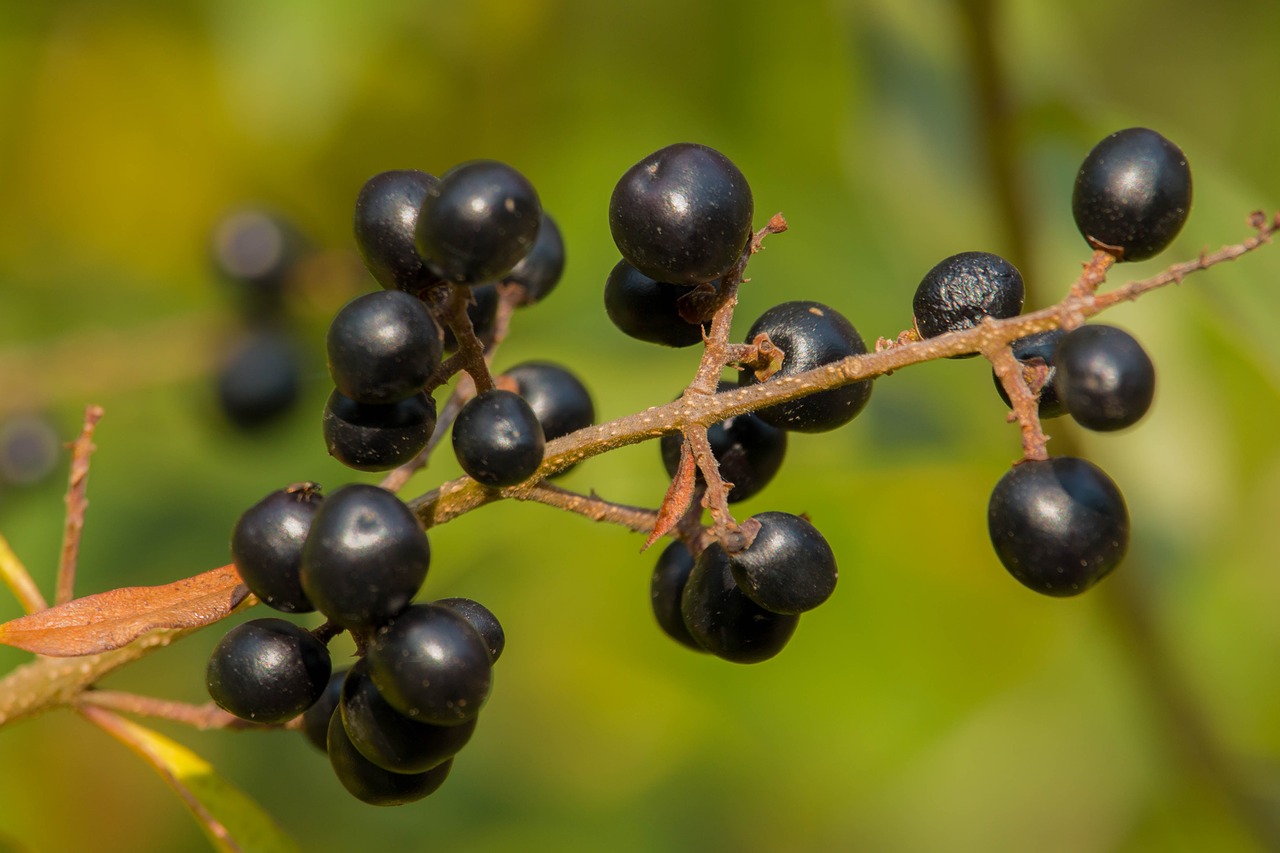 Juoda Uoga, Uogos, Ruduo, Juoda, Gamta, Vaisiai, Makro, Augalas, Nemokamos Nuotraukos,  Nemokama Licenzija