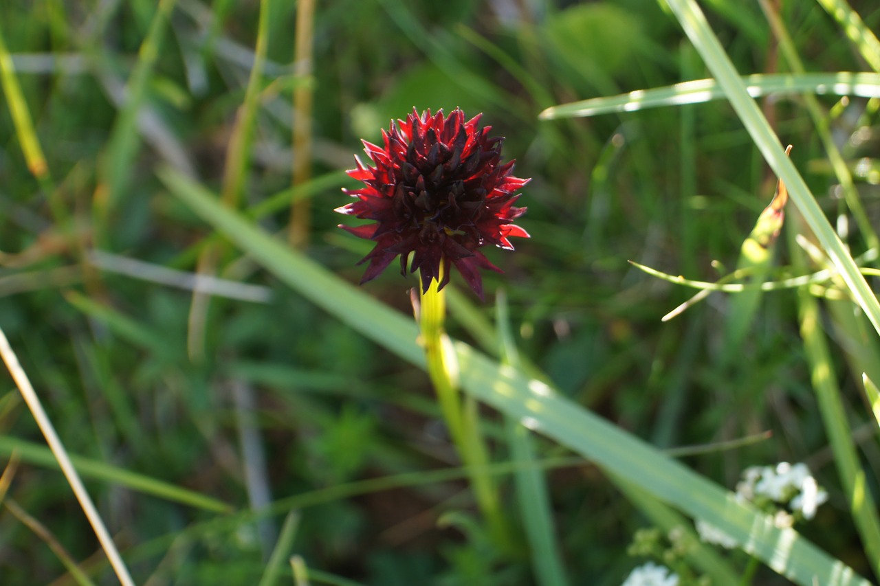 Juodieji Kopūstai, Nigritella Nigra, Orchidėja, Saugoma Augalija, Retai, Nemokamos Nuotraukos,  Nemokama Licenzija