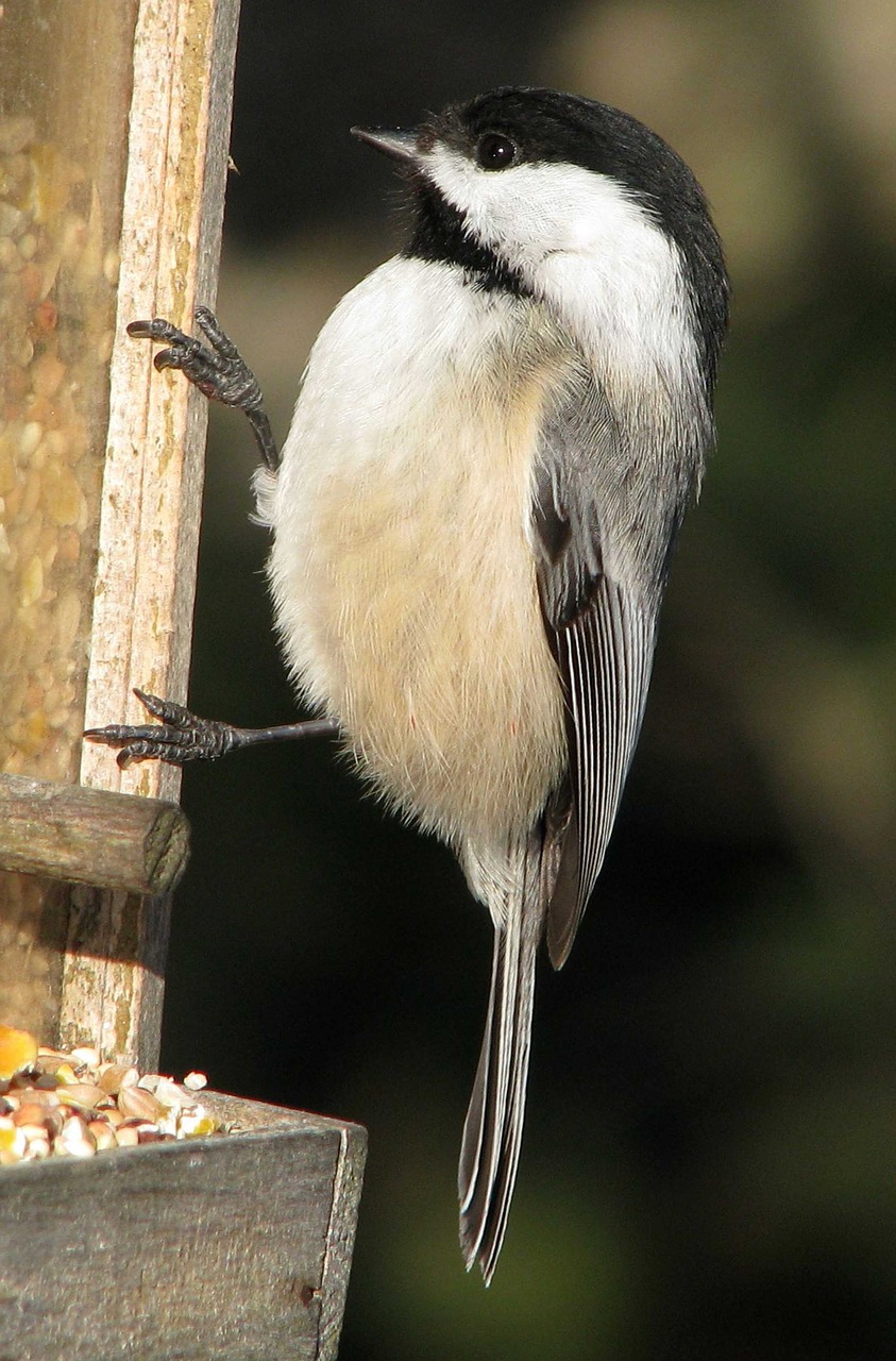 Juodos Spalvos Chickadee, Poecile Atricapillus, Moneymore, Ontarijas, Kanada, Nemokamos Nuotraukos,  Nemokama Licenzija